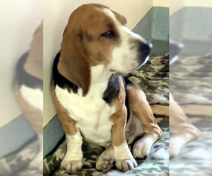 Bagle Hound Dogs for adoption in Deepwater, NJ, USA