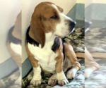Small Photo #1 Bagle Hound Puppy For Sale in Deepwater, NJ, USA