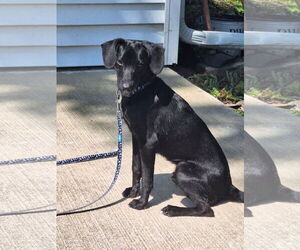 Labrador Retriever-Unknown Mix Dogs for adoption in Plainfield, IL, USA