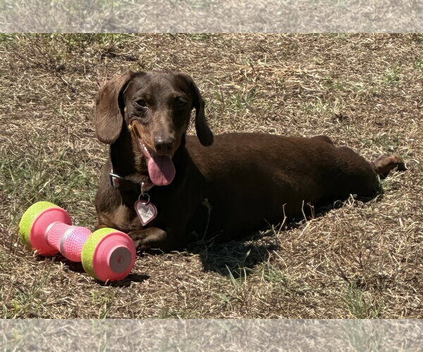 Medium Photo #3 Dachshund Puppy For Sale in Shelbyville, TN, USA