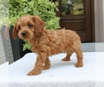 Small #1 Cavapoo (Miniature)