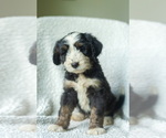 Puppy Zeus Aussiedoodle-Bernedoodle Mix