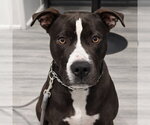 Small #24 American Staffordshire Terrier Mix