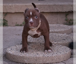 American Bully Puppy for sale in CHAMPAIGN, IL, USA
