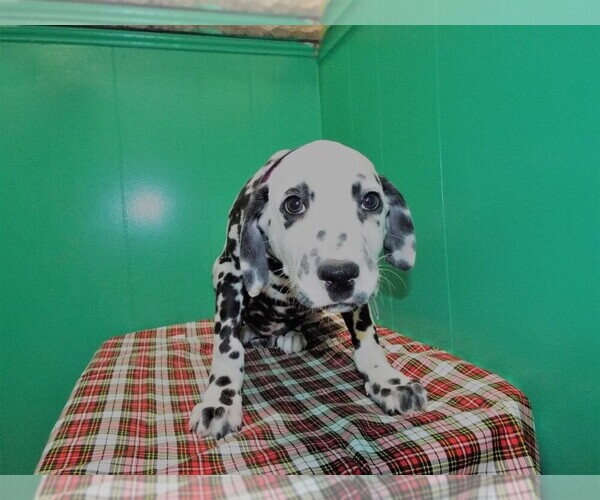 Medium Photo #3 Dalmatian Puppy For Sale in PATERSON, NJ, USA