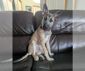 Mutt Dogs for adoption in Brooklyn Center, MN, USA