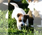 Small #7 Russell Terrier