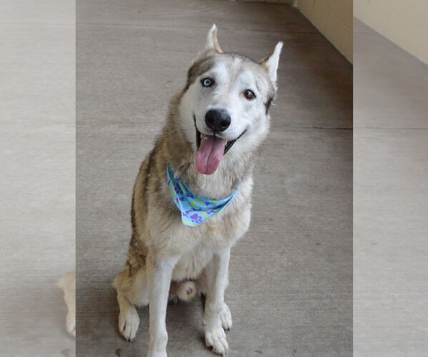 Medium Photo #3 Huskies -Unknown Mix Puppy For Sale in McKinney, TX, USA