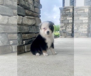 Australian Shepherd Puppy for Sale in LODA, Illinois USA