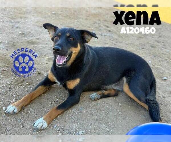 Medium Photo #2 German Shepherd Dog-Unknown Mix Puppy For Sale in HESPERIA, CA, USA