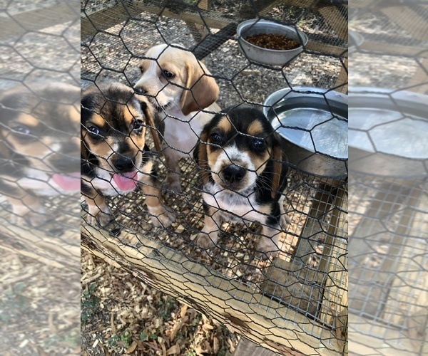 Medium Photo #5 Beagle Puppy For Sale in ANNISTON, AL, USA