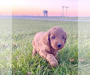 Goldendoodle (Miniature) Puppy for sale in ARCOLA, IL, USA