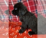 Puppy Puppy 3 Newfoundland