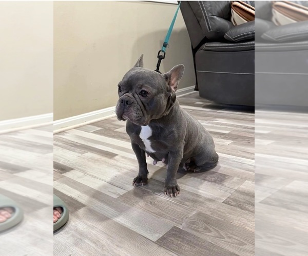 Medium Photo #1 French Bulldog Puppy For Sale in FAIRFAX, VA, USA
