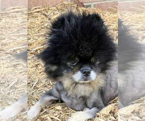 Pomeranian Dogs for adoption in Middlesex, NC, USA