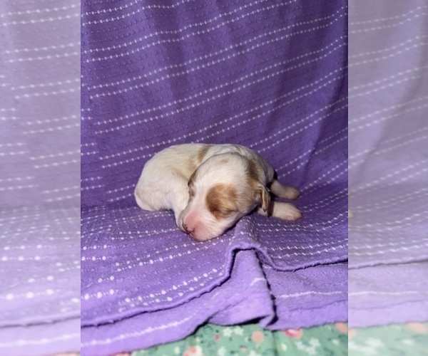 Medium Photo #2 Cavapoo-Poodle (Miniature) Mix Puppy For Sale in MUNFORDVILLE, KY, USA