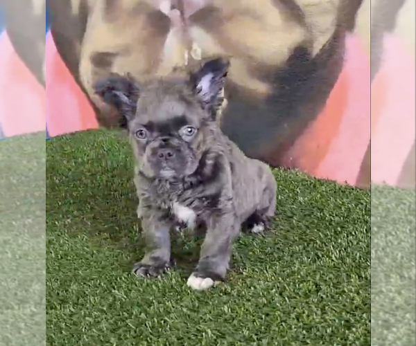 Medium Photo #18 French Bulldog Puppy For Sale in BEVERLY HILLS, CA, USA