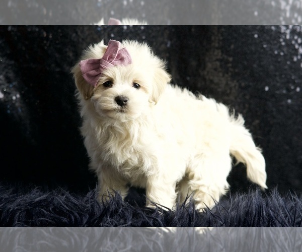 Medium Photo #94 Maltipoo Puppy For Sale in WARSAW, IN, USA