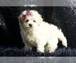 Small Photo #94 Maltipoo Puppy For Sale in WARSAW, IN, USA