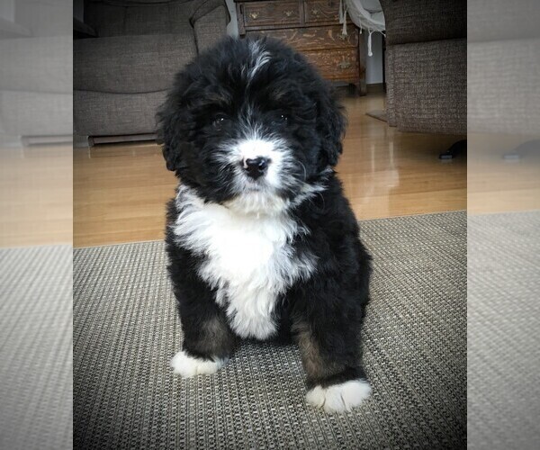 Medium Photo #2 Bernedoodle Puppy For Sale in CLARE, MI, USA
