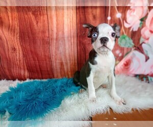 Boston Terrier Puppy for sale in CARTHAGE, TX, USA