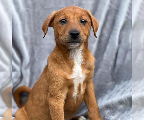 Medium Photo #4 Labrador Retriever-Unknown Mix Puppy For Sale in San Diego, CA, USA