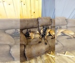 Small Photo #7 Belgian Malinois Puppy For Sale in HOYT, KS, USA