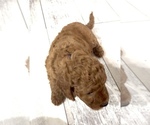 Small #1 Golden Retriever-Poodle (Toy) Mix