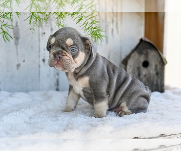 Medium Photo #2 French Bulldog Puppy For Sale in MILLERSBURG, OH, USA