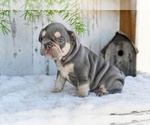 Small #1 French Bulldog
