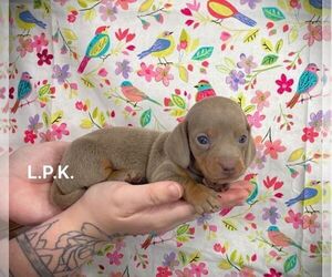 Dachshund Puppy for sale in WINNSBORO, LA, USA