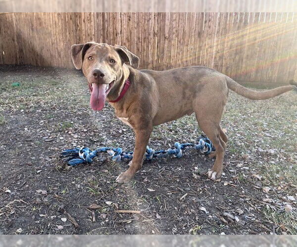 Medium Photo #2 Catahoula Leopard Dog-Unknown Mix Puppy For Sale in Plano, TX, USA