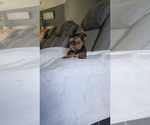Puppy 4 Yorkshire Terrier