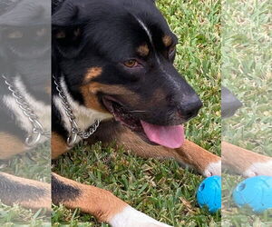 Luke (FL) - Male Mutt Dog for Adoption - Photo #4