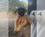 Small #3 Presa Canario