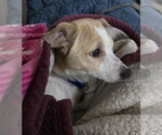 Small #2 Chihuahua Mix