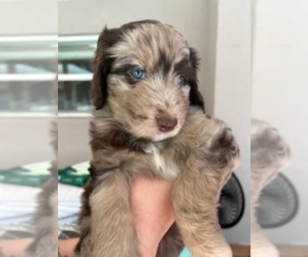 Medium Photo #53 Aussiedoodle Puppy For Sale in LONGWOOD, FL, USA