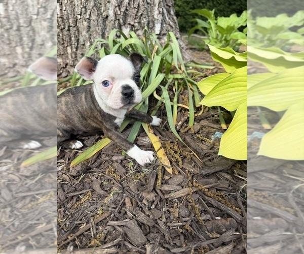 Medium Photo #4 Boston Terrier Puppy For Sale in FREDONIA, KS, USA
