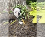 Small #3 Boston Terrier