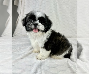 Shih Tzu Puppy for sale in FRANKLIN, IN, USA