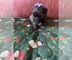 Puppy Purple bow Yorkshire Terrier