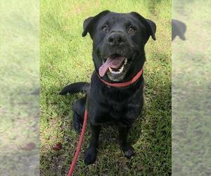 Labrador Retriever Dogs for adoption in Fort Lauderdale, FL, USA