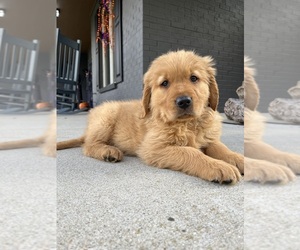 Golden Retriever Puppy for Sale in FRANKLIN, Indiana USA