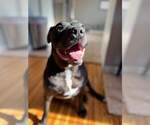 Small #22 American Pit Bull Terrier-American Staffordshire Terrier Mix