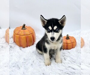 Siberian Husky Puppy for sale in SANDY HOOK, KY, USA