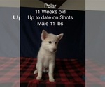 Puppy Polar Pomsky