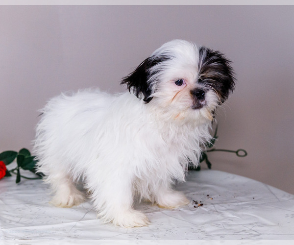 Medium Photo #9 Shih Tzu Puppy For Sale in WAKARUSA, IN, USA