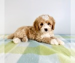 Small #1 Bernedoodle (Miniature)