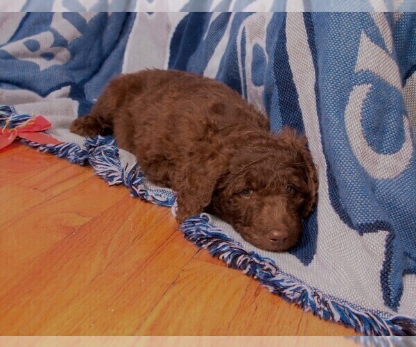 Medium Photo #11 Labradoodle Puppy For Sale in GALION, OH, USA