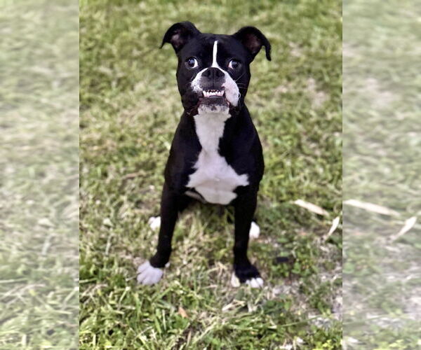 Medium Photo #4 Boxer Puppy For Sale in Dumont, NJ, USA